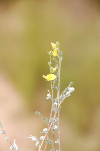 Image of Aspalathus villosa by (c) Charles Stirton, some rights reserved (CC BY-SA)