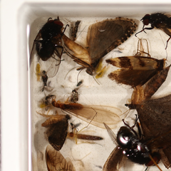 Olbonoma triptycha
