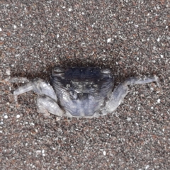 Pachygrapsus socius