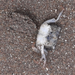 Pachygrapsus socius