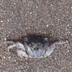 Pachygrapsus socius