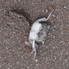 Pachygrapsus socius