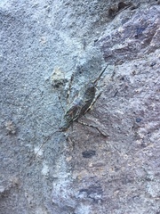 Orthoptera