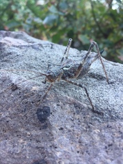 Orthoptera