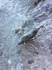 Orthoptera