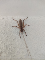 Nastonotus foreli