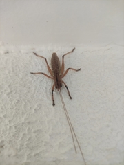Nastonotus foreli