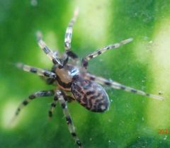 Phrurolithidae
