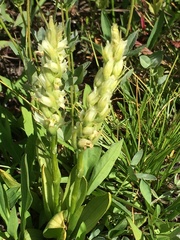 Spiranthes romanzoffiana