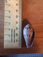 Conus mozambicus