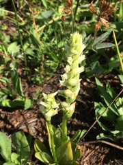 Spiranthes romanzoffiana
