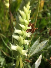 Spiranthes romanzoffiana