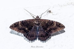 Feigeria mycerina