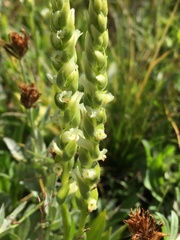 Spiranthes romanzoffiana
