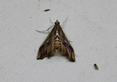 Agathodes designalis