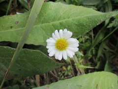 Jaegeria bellidiflora