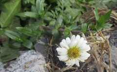 Jaegeria bellidiflora