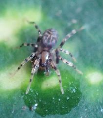 Phrurolithidae