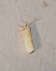 Earias chlorodes