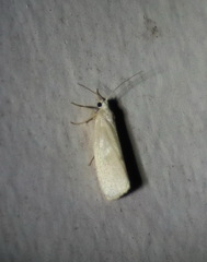 Earias chlorodes