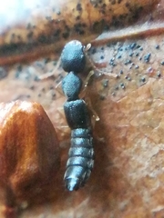 Astenus immaculatus