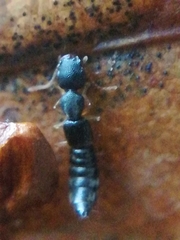 Astenus immaculatus
