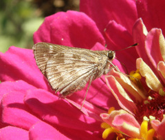 Cymaenes lepta