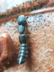 Astenus immaculatus