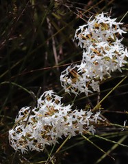 Lysinema