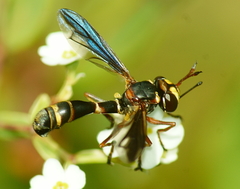 Physocephala marginata