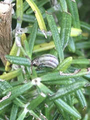 Chrysolina americana
