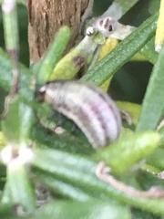 Chrysolina americana