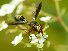 Physocephala marginata