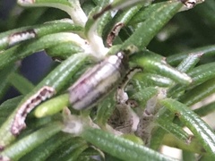 Chrysolina americana