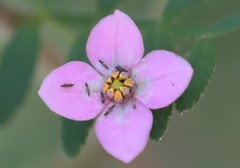 Boronia gracilipes