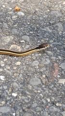 Thamnophis saurita septentrionalis