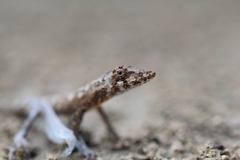 Anolis ustus