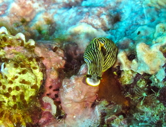 Dermatobranchus striatus