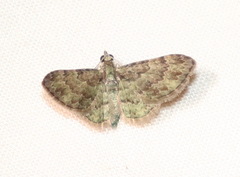 Chloroclystis mniochroa