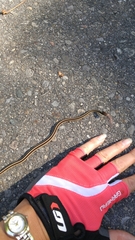 Thamnophis saurita septentrionalis