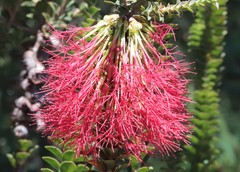 Melaleuca transversa