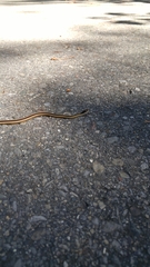 Thamnophis saurita septentrionalis