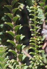 Melaleuca transversa