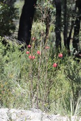 Melaleuca transversa