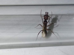 Odontomachus desertorum