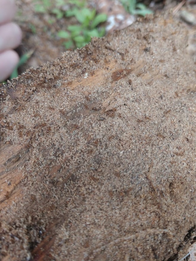 Nylanderia trageri