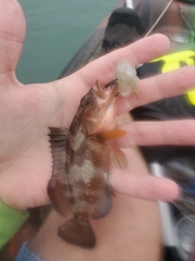 Epinephelus morio