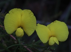 Gompholobium polymorphum