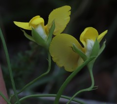 Gompholobium polymorphum