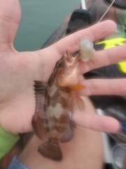 Epinephelus morio